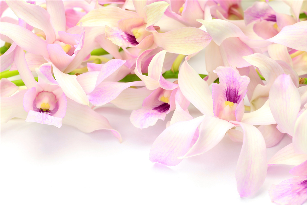 Fotobehang tere roze bloemknoppen