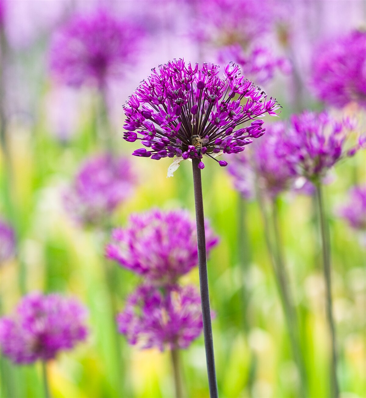 Fotobehang delicate paarse bloemen groeien in weiden