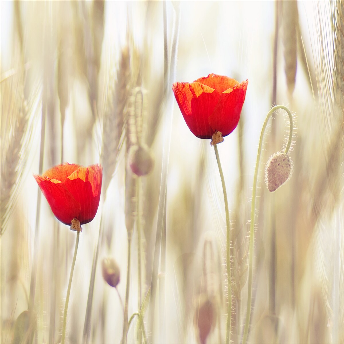 Fotobehang Scharlaken klaprozen groeien in een tarweveld