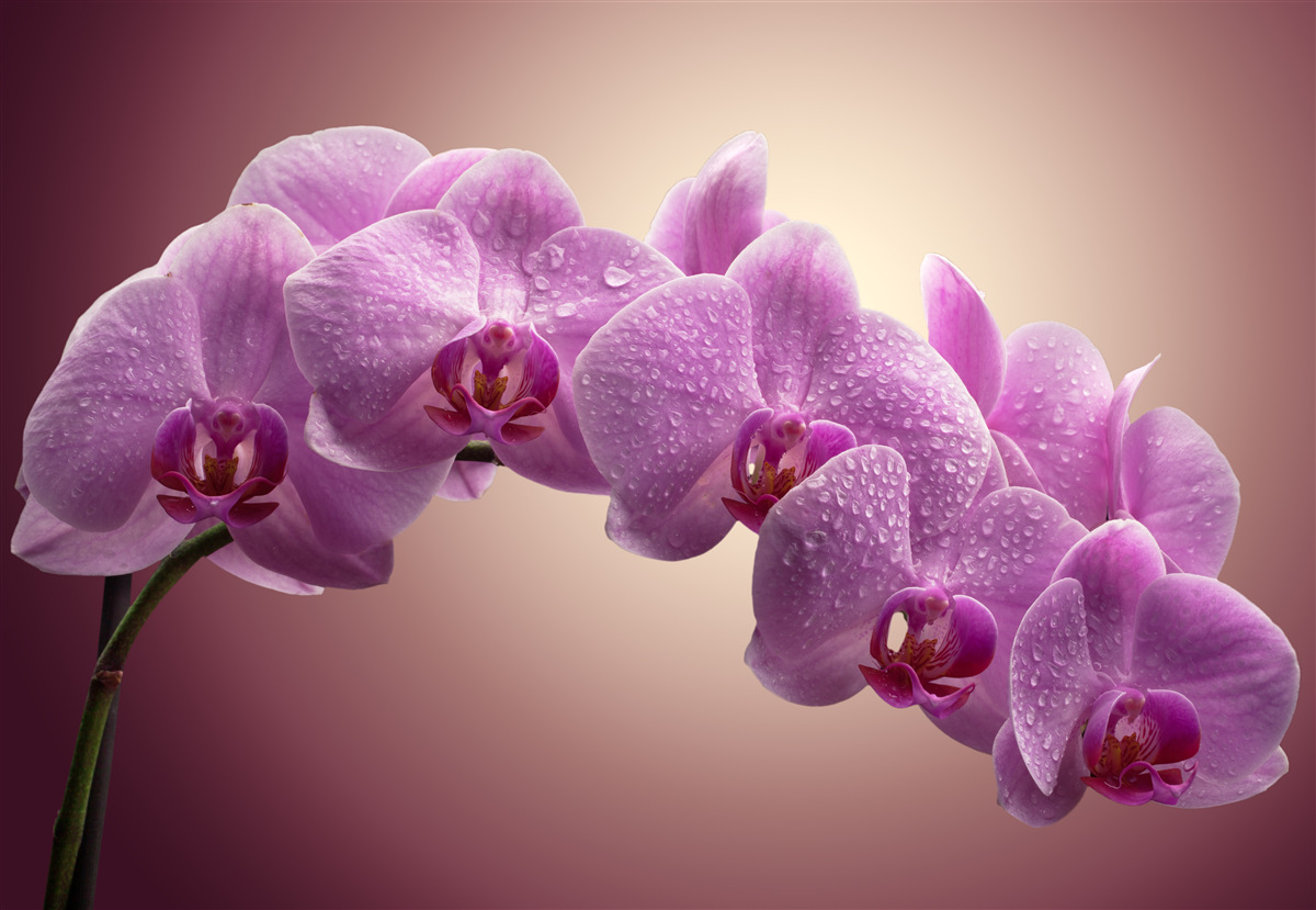 Fotobehang bloeiende tak van een seringorchidee