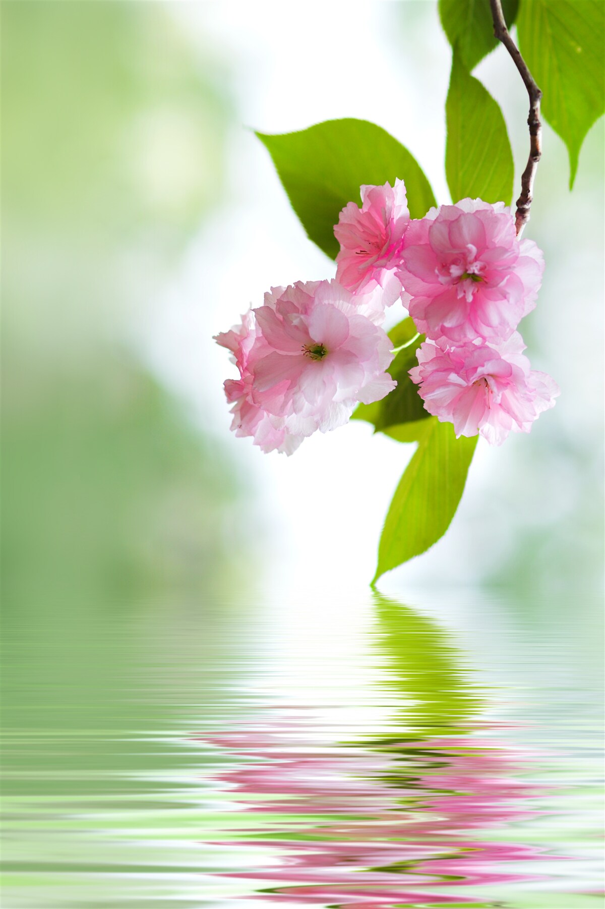Fotobehang sakura bloeit op takken bij water