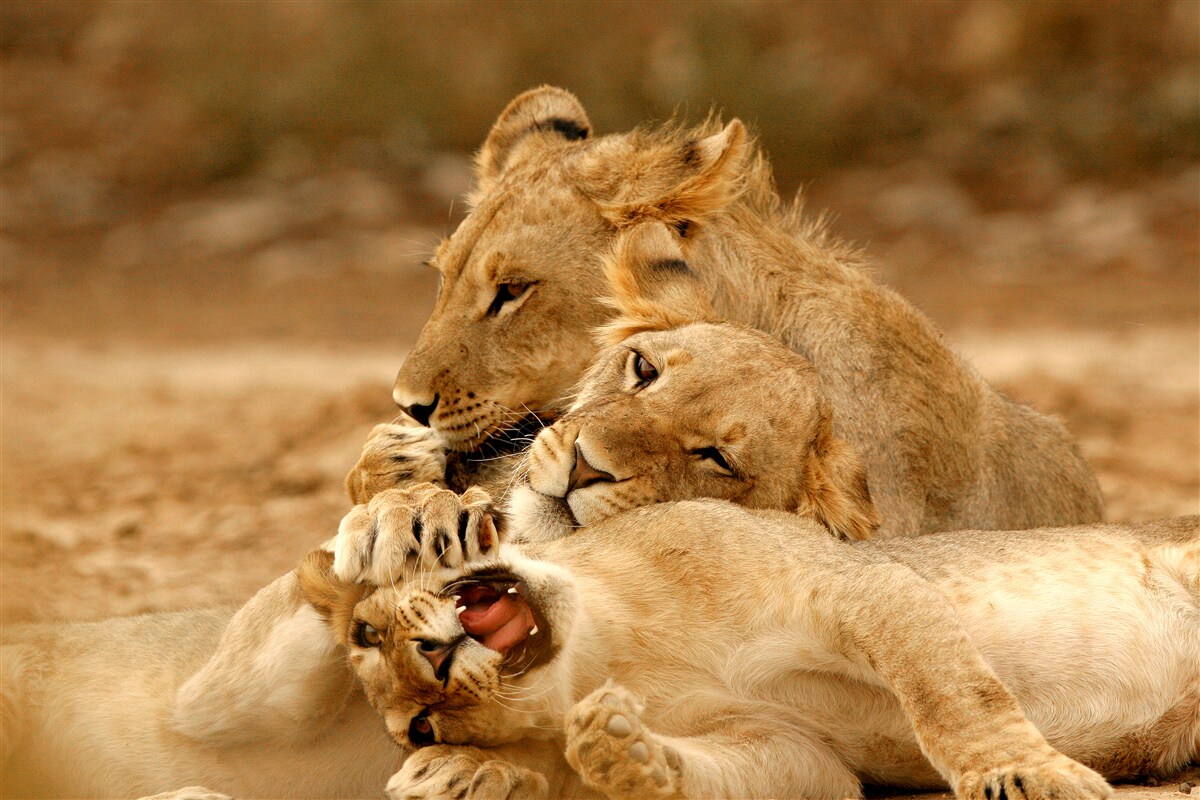 Fotobehang een leeuwenfamilie is neergestreken op een zandvlakte