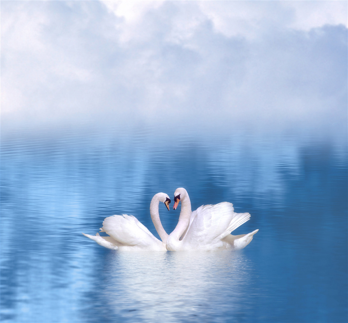 Fotobehang twee zwanen op een kalm oppervlak