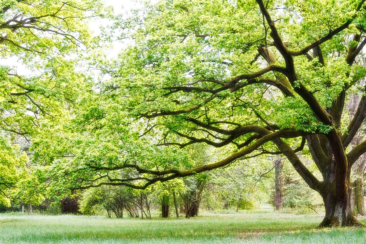 Fotobehang oude boom met groene bladeren op een zomerse dag
