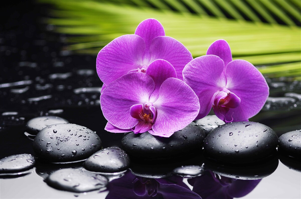 Fotobehang paarse orchidee op een zwarte steen bij het water