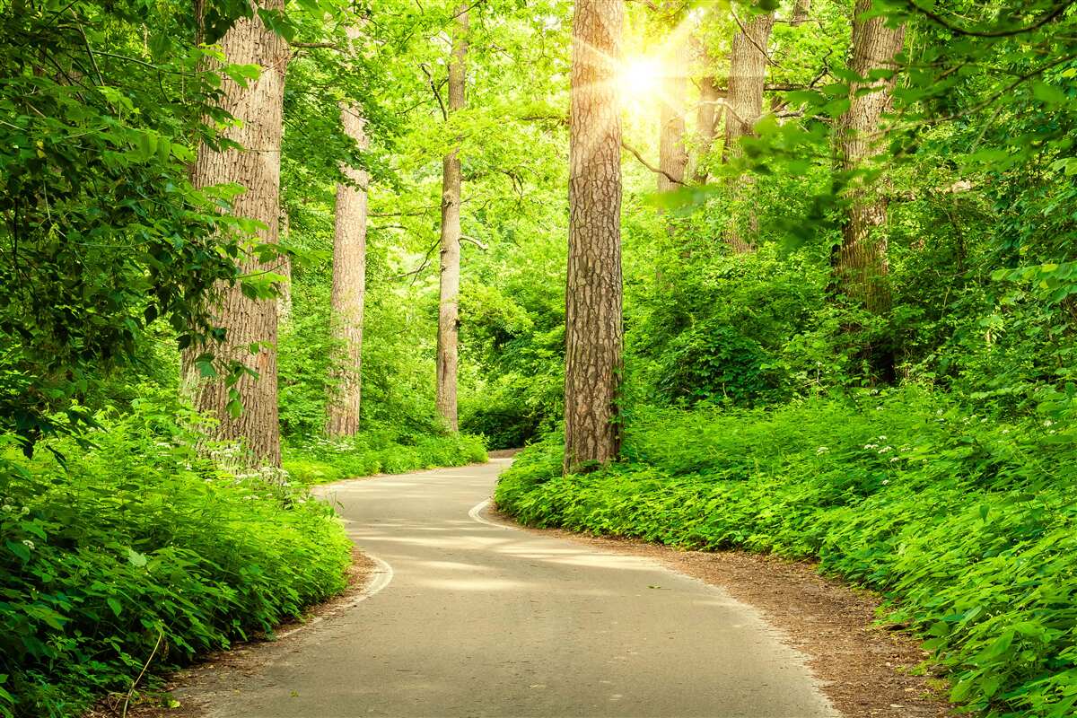 Fotobehang heldere dag in het smaragdgroene bos