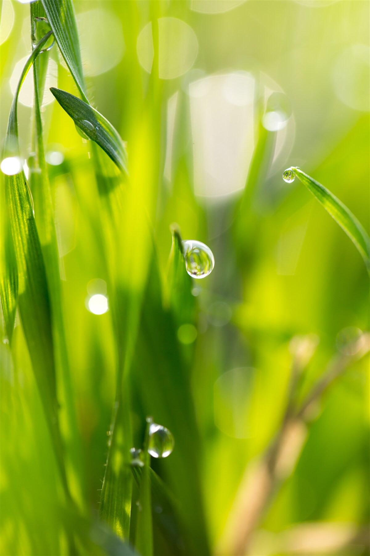 Fotobehang ochtenddauw valt op het gras
