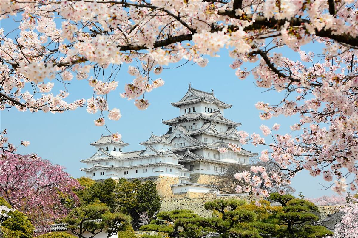 Fotobehang oud japans huis met bloeiende roze sakura