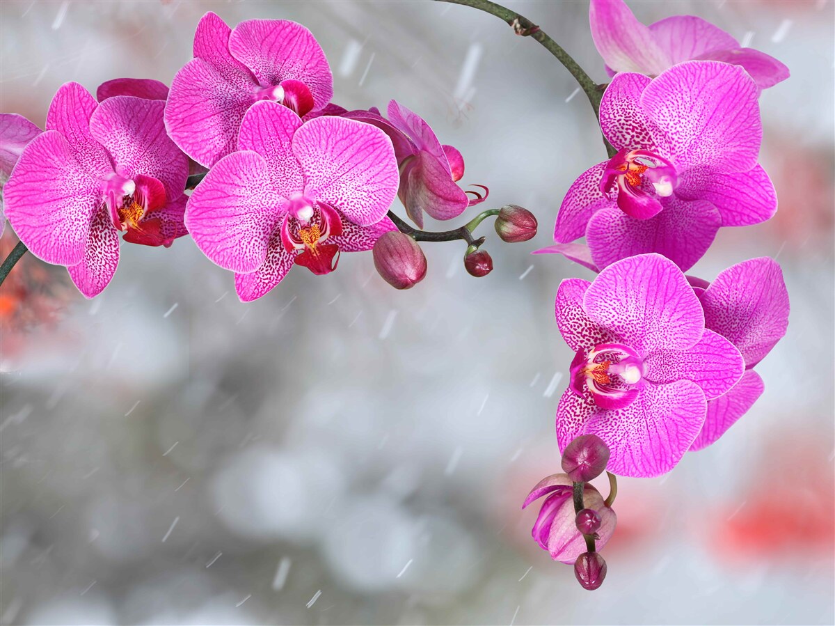 Fotobehang roze orchideeën bloeien in de regen