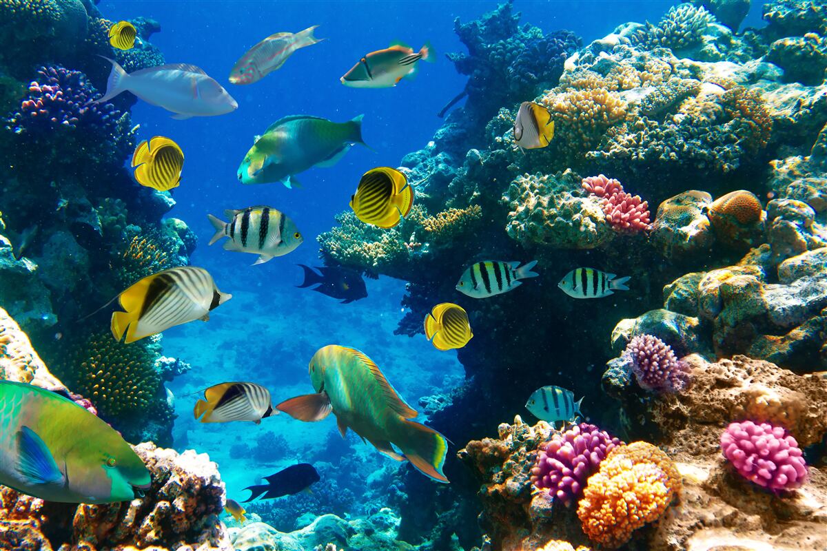Fotobehang slimme zeebewoners