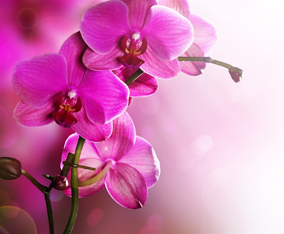 Fotobehang een sierlijke tak van een lila orchidee in de zon