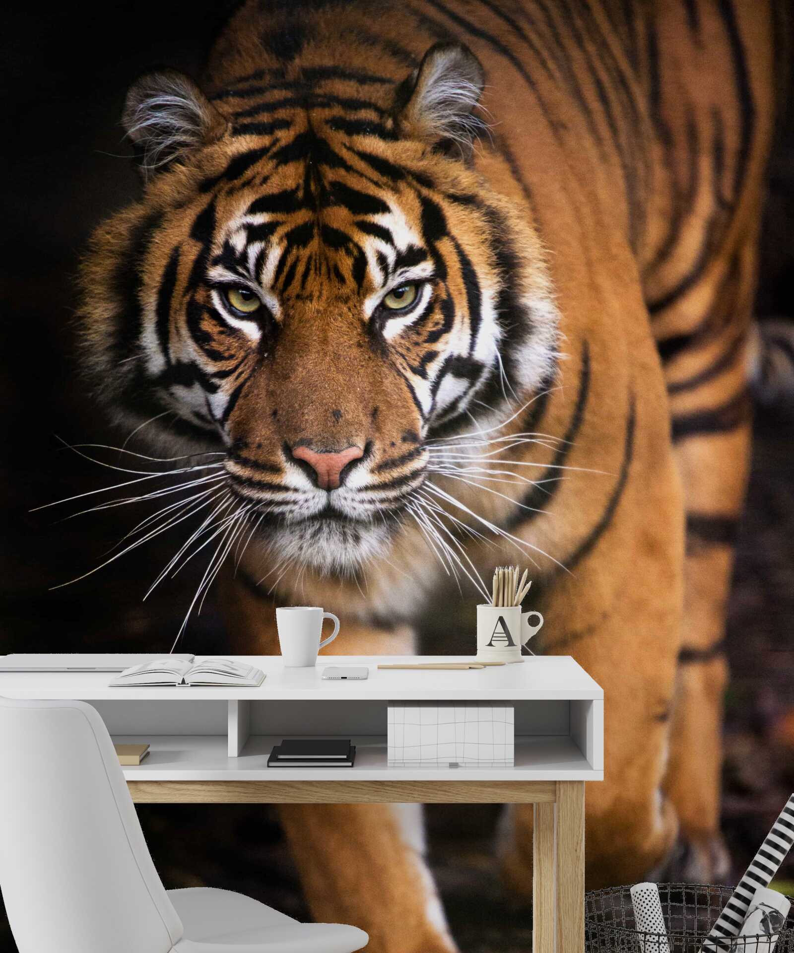 Fotobehang volwassen tijger op zijn tenen