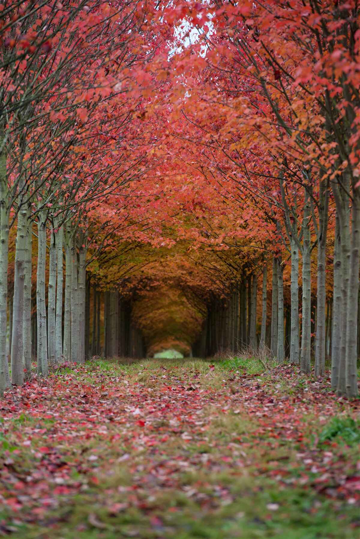 Fotobehang kersenboom boog