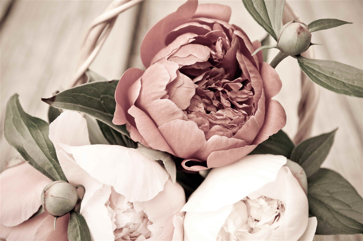 Fotobehang tere roos met weelderige pioenachtige bloemblaadjes