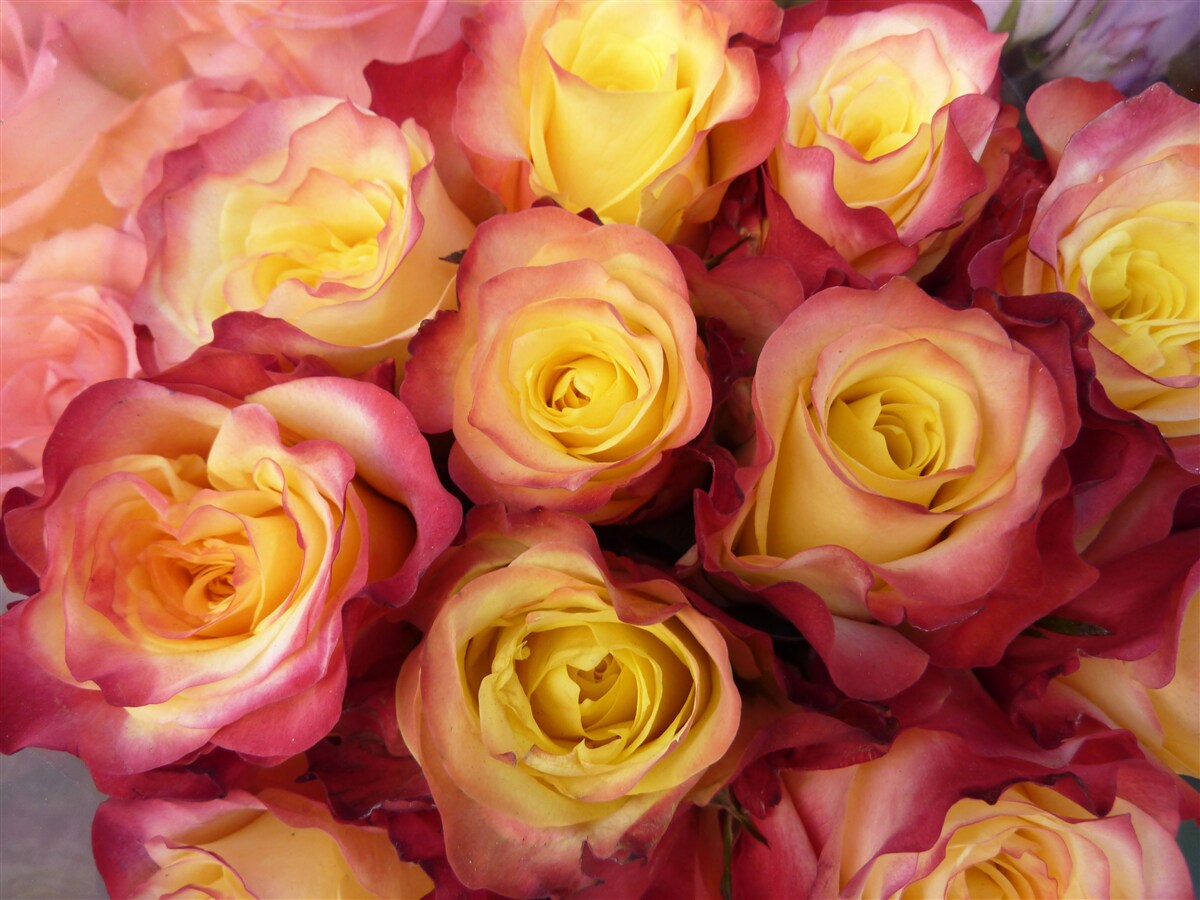 Fotobehang roze tulpen met geel hart