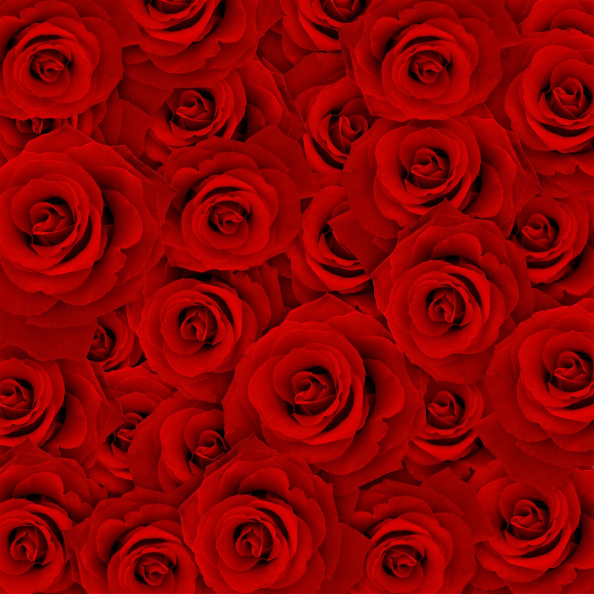 Fotobehang veel rode rozen