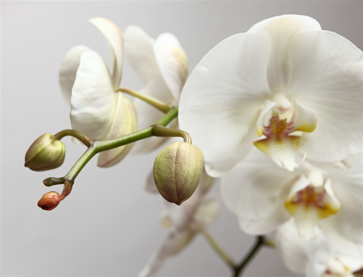 Fotobehang witte orchideeëntak met bloeiende bloemen en onontwikkelde knoppen