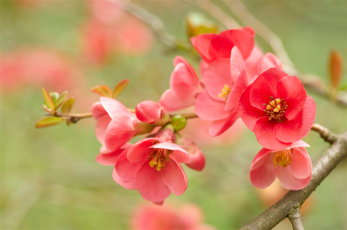 Fotobehang scharlakenrode bloemen aan een boom