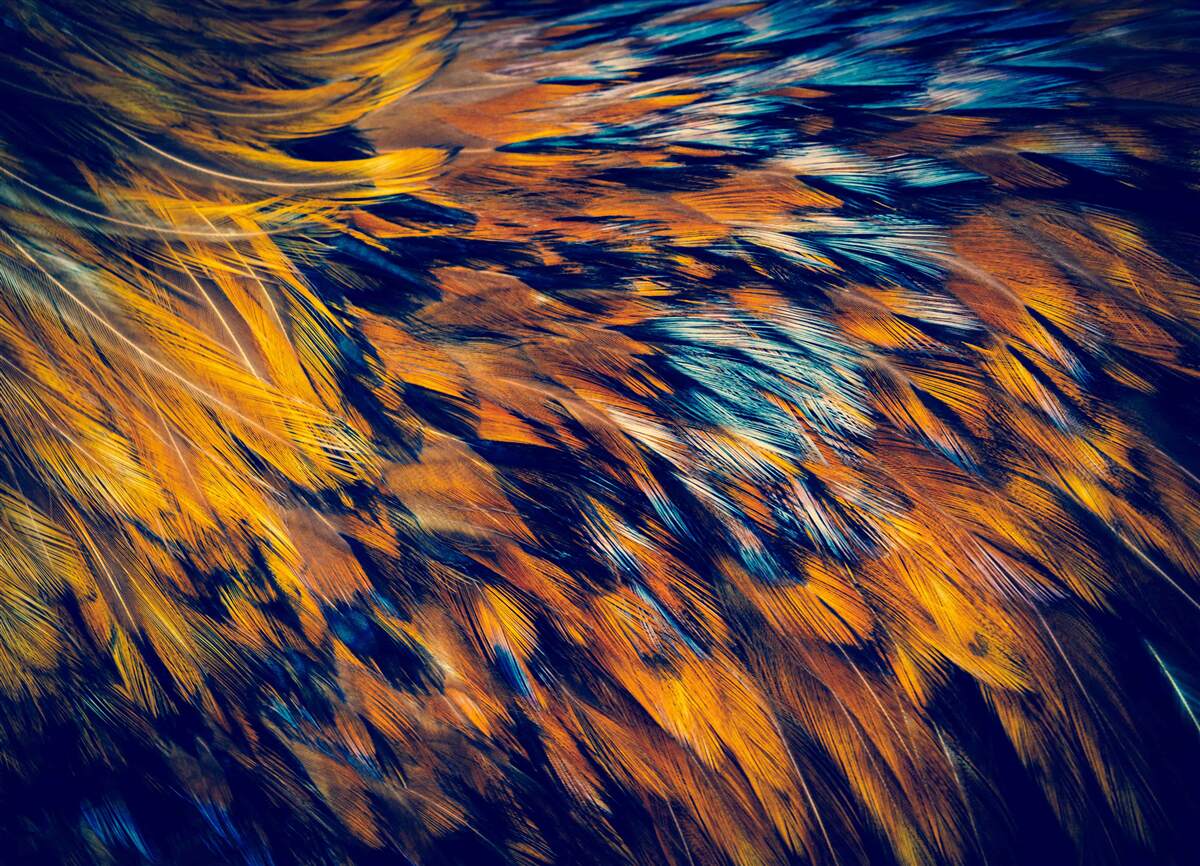 Fotobehang gouden tarwehalmen in de stralen van de ondergaande zon