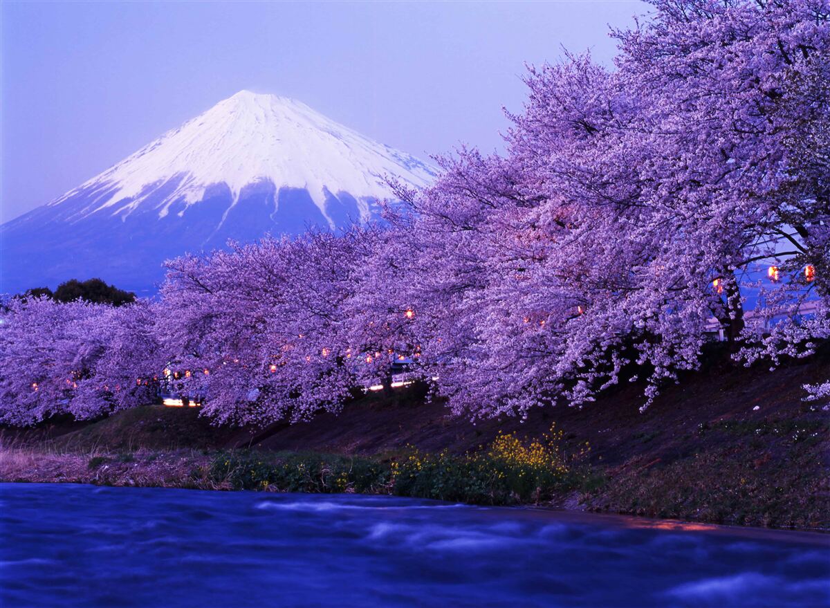 Fotobehang bomen met bloeiende paarse bloemen tegen de achtergrond van Mt. fuji