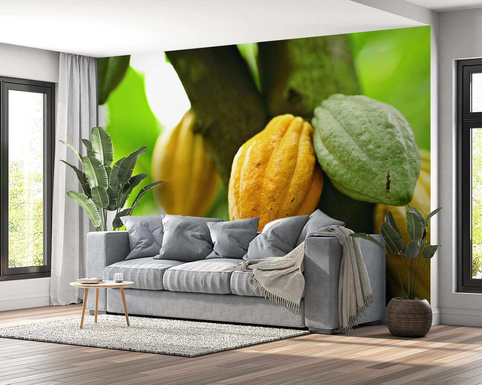 Fotobehang rijpe cacaobonen aan de boom