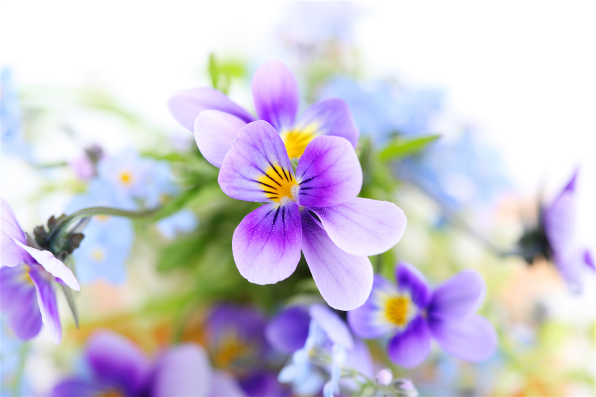 Fotobehang op een heldere dag delicate blauwe bloemen