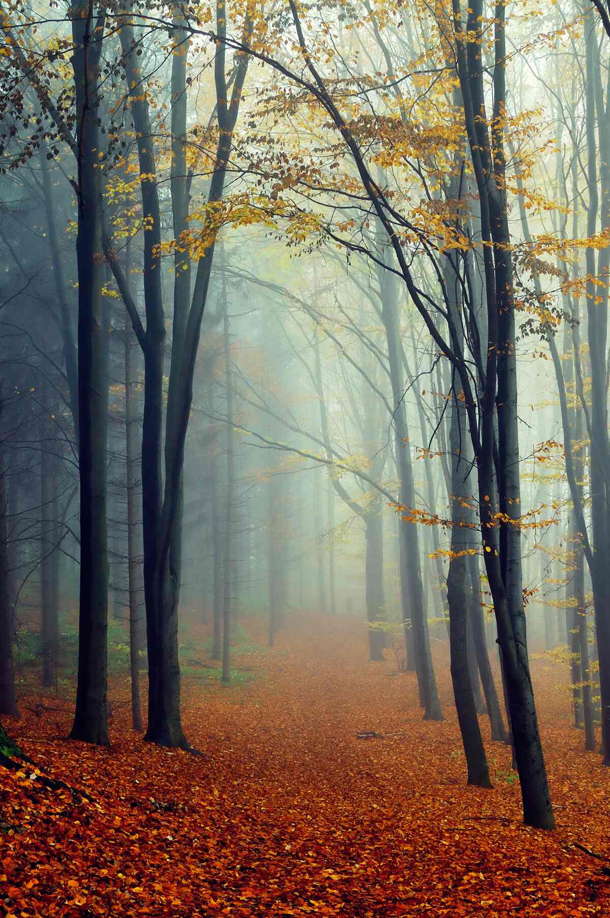 Fotobehang herfstbos gehuld in mist