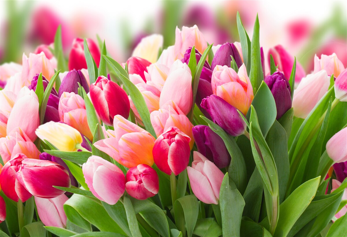 Fotobehang heldere lentetulpen met groene bladeren