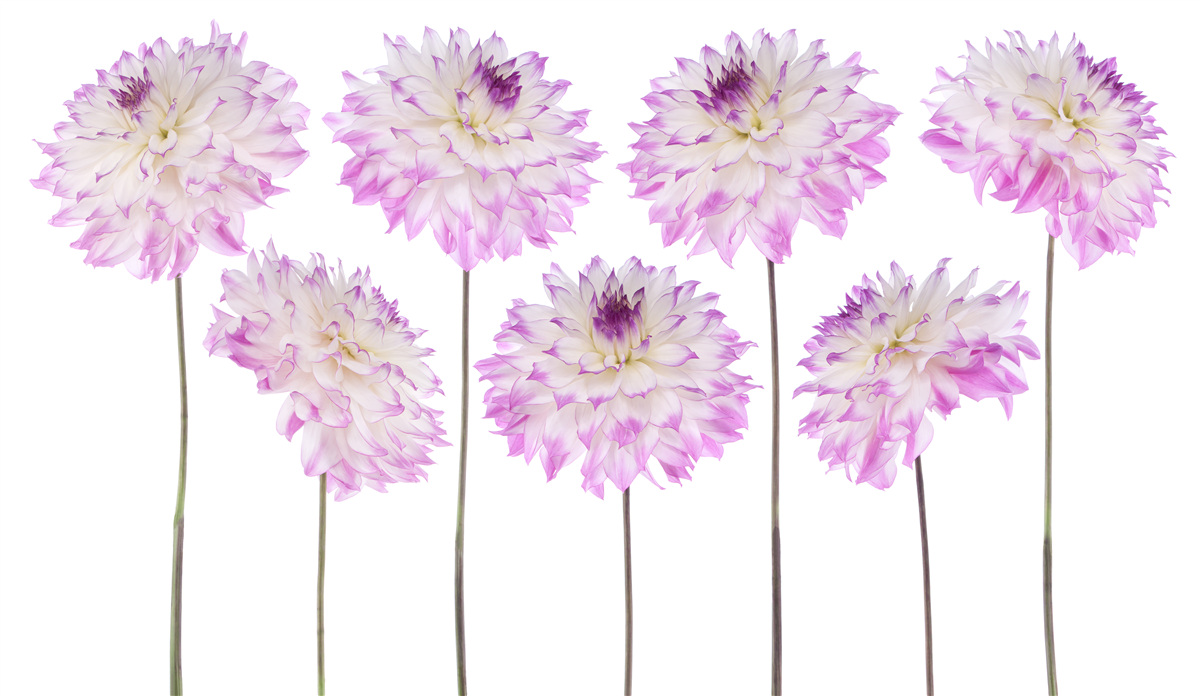 Fotobehang sierlijke witte en roze asters