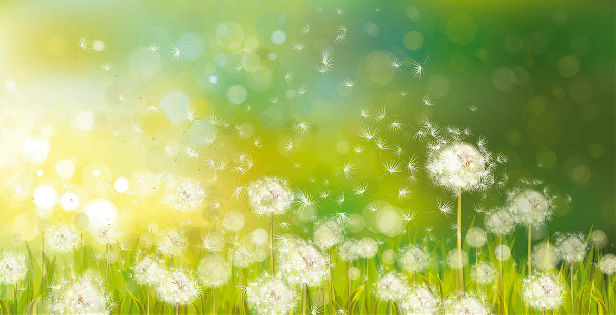 Fotobehang zomer paardenbloemen