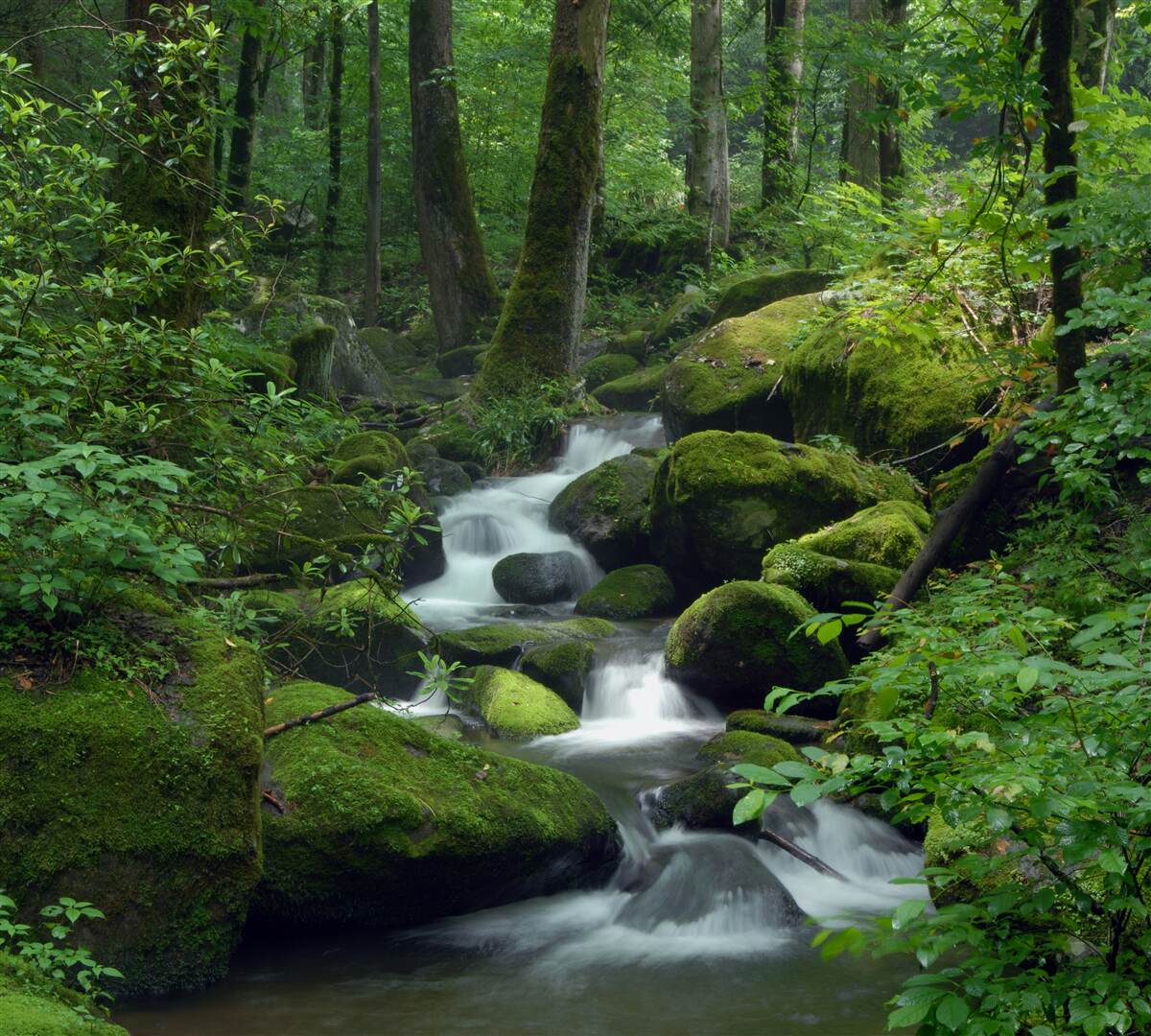 Fotobehang een klein stroompje in het dichte groen van het bos