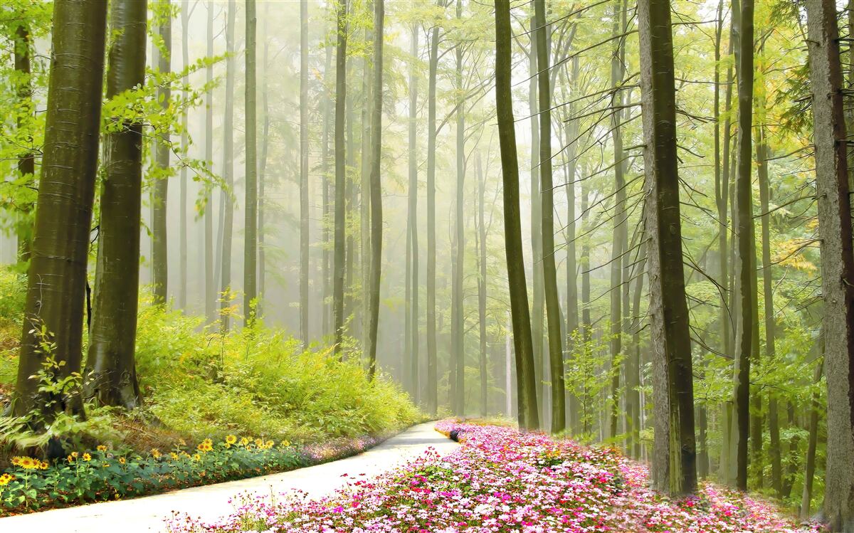 Fotobehang een beetje mist in een sierlijk bos