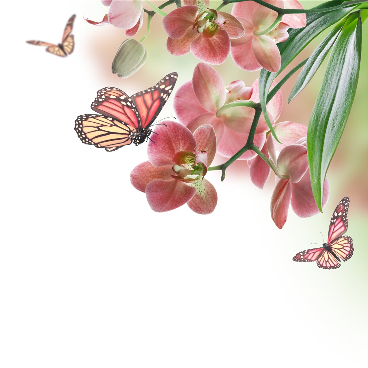Fotobehang vlinders vliegen over bloeiende bloemknoppen