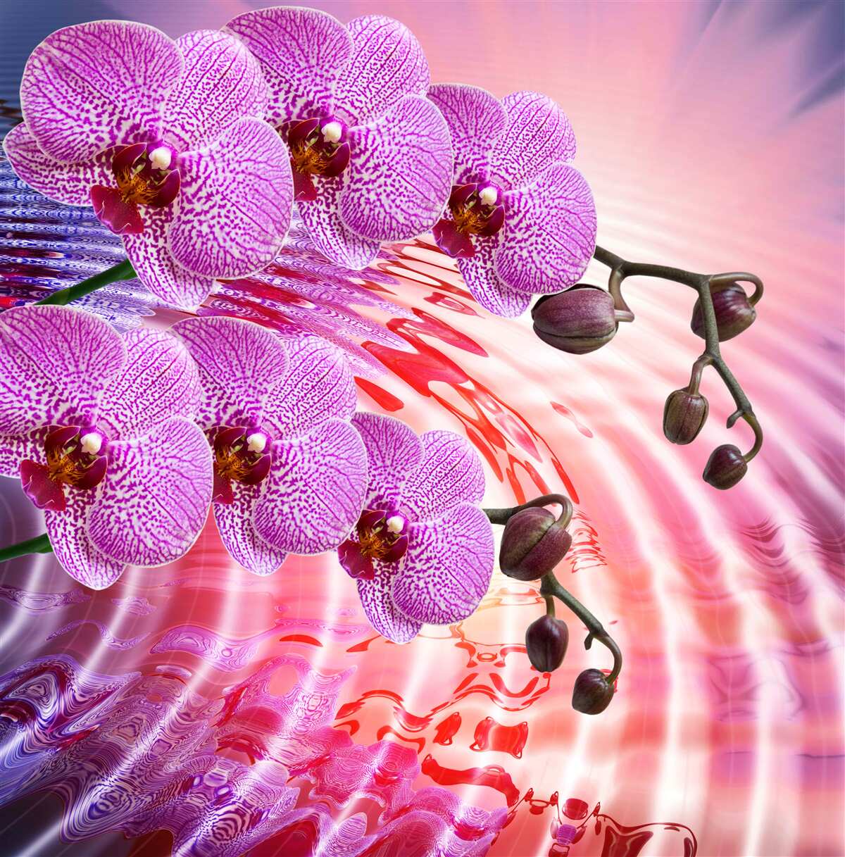 Fotobehang weerspiegeling van een luipaardorchidee met lila takken