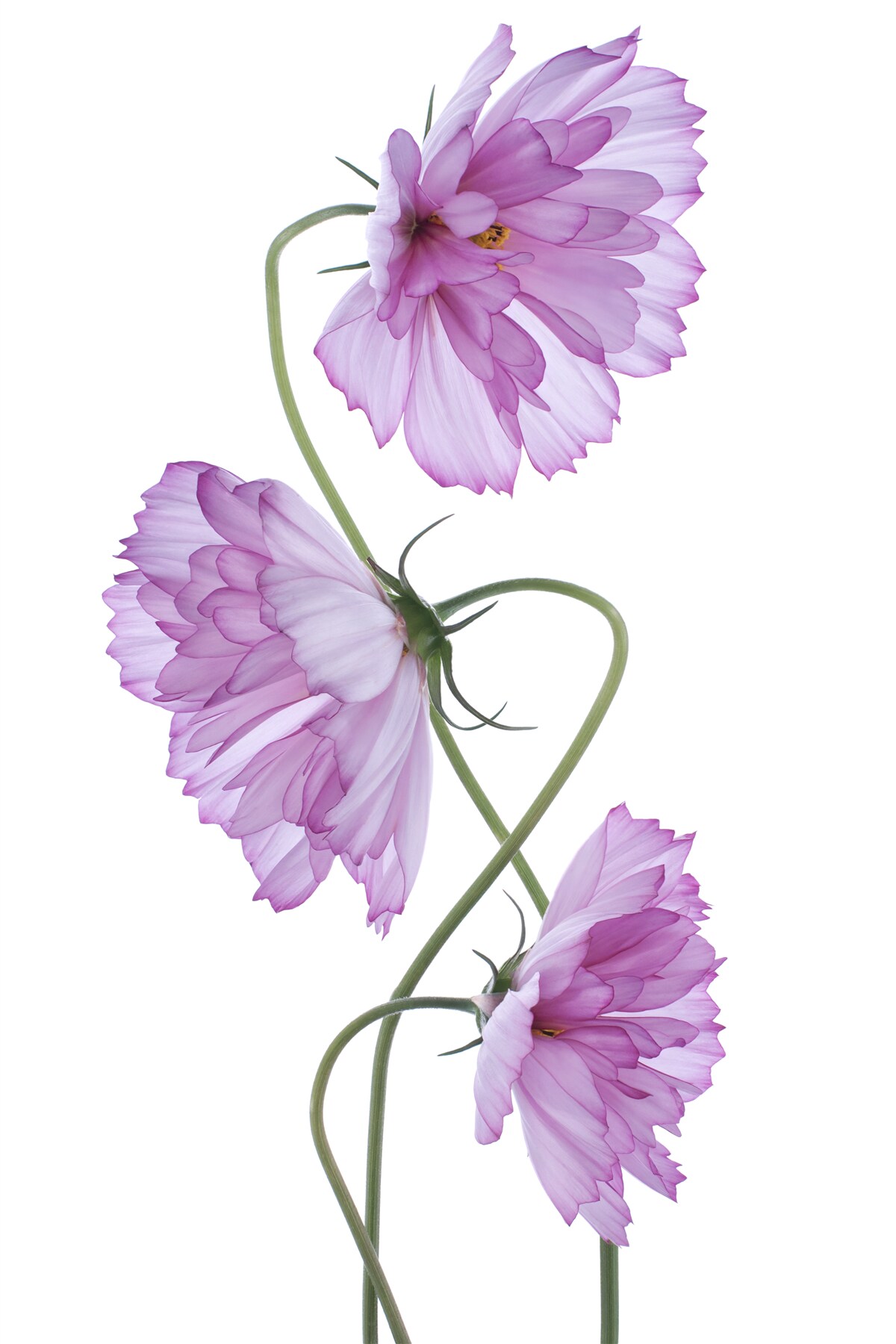 Fotobehang gekrulde seringen knoppen