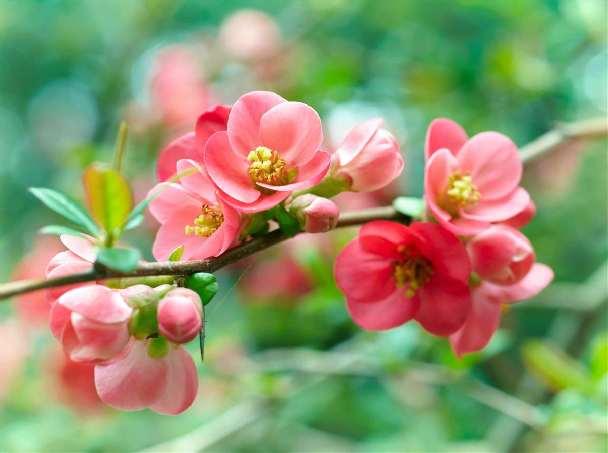 Fotobehang rode bloemen van fruitbomen