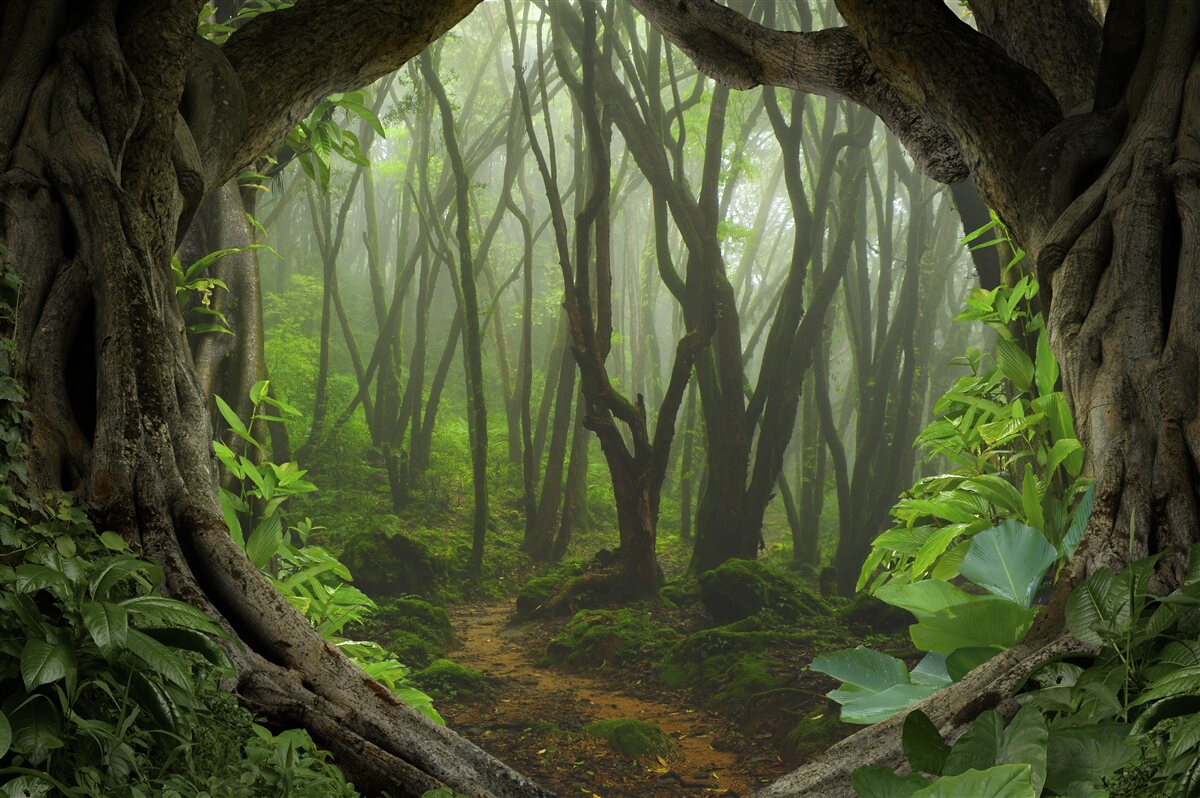 Fotobehang weelderige smaragdgroene palissade van bomen