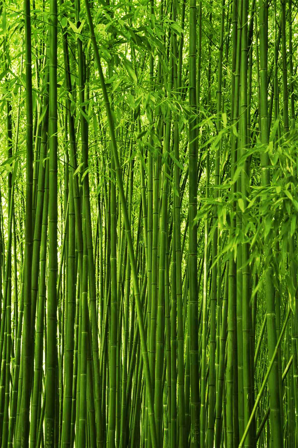 Fotobehang dichte vorming van dunne bamboestruiken