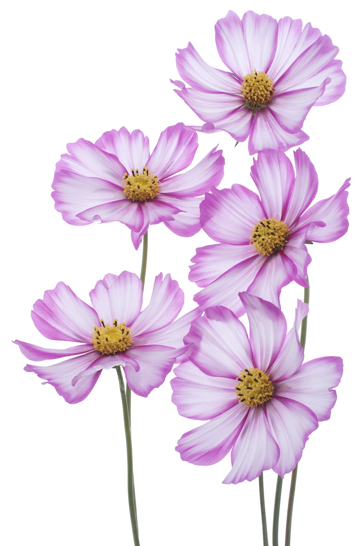 Fotobehang sierlijke seringbloesems in een weiland