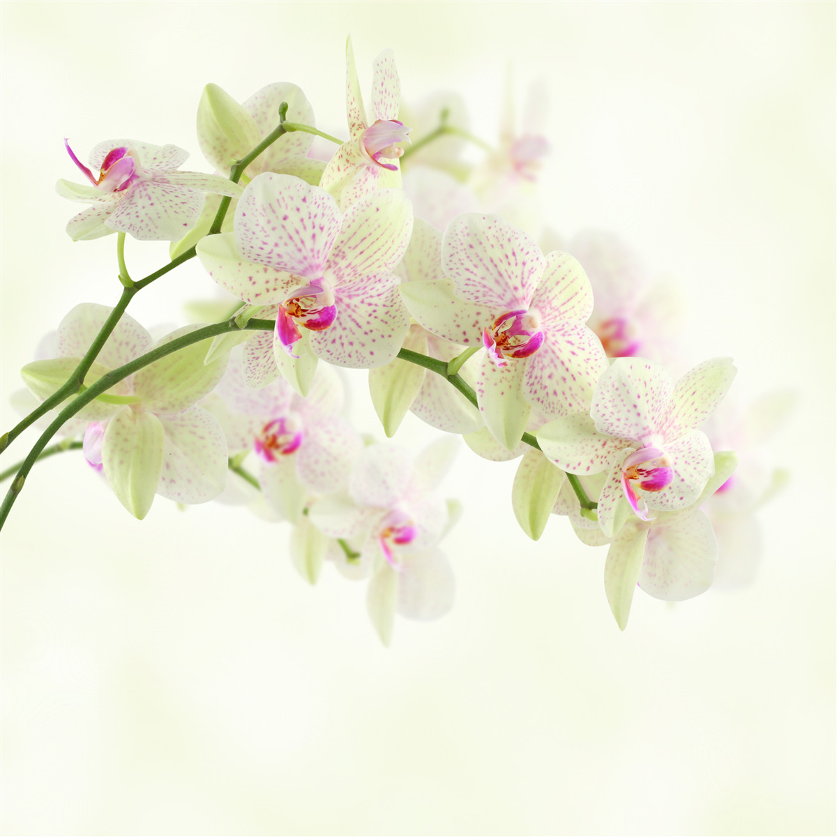 Fotobehang ongewoon weelderige takken met orchideeënknoppen