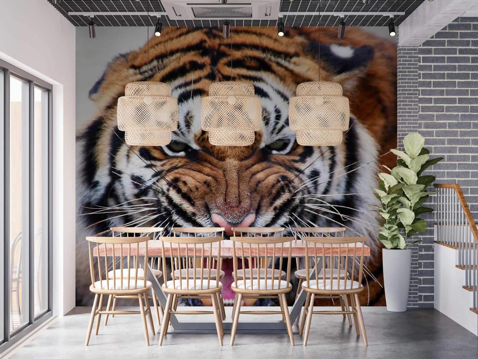 Fotobehang boze volwassen tijger brult