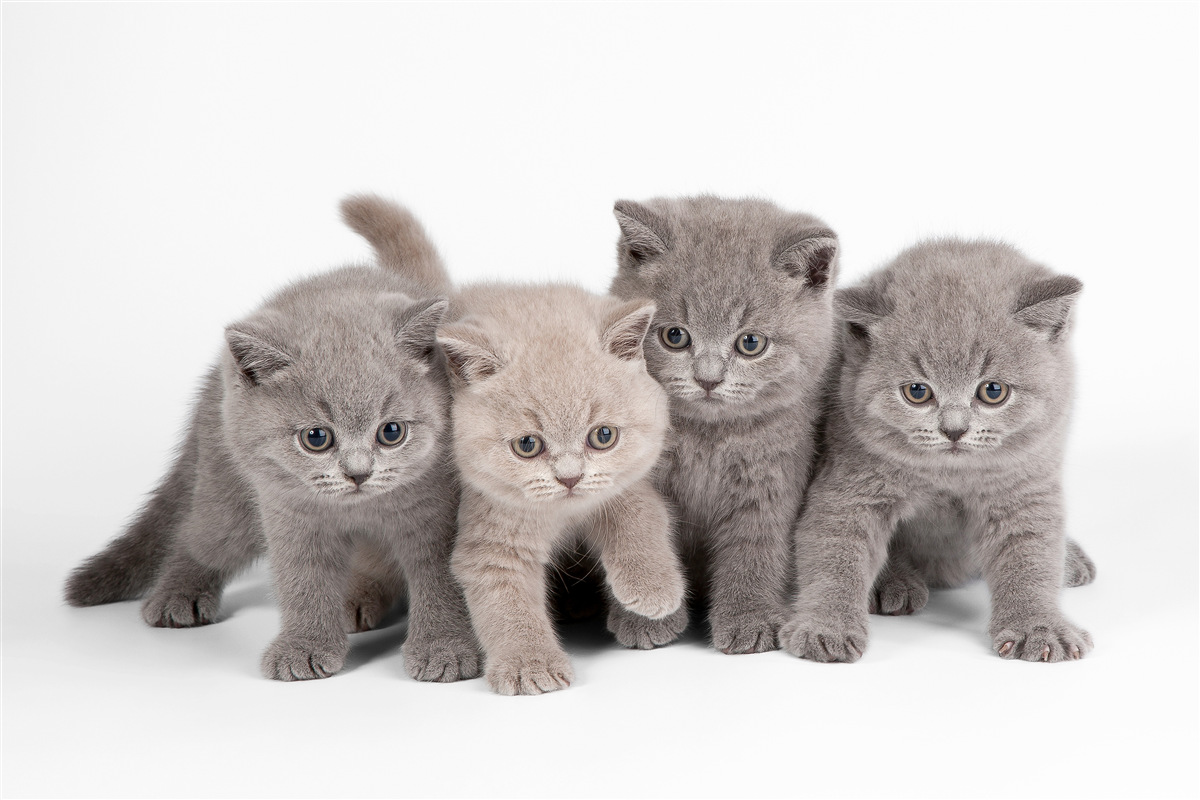 Fotobehang vier kleine schattige kittens