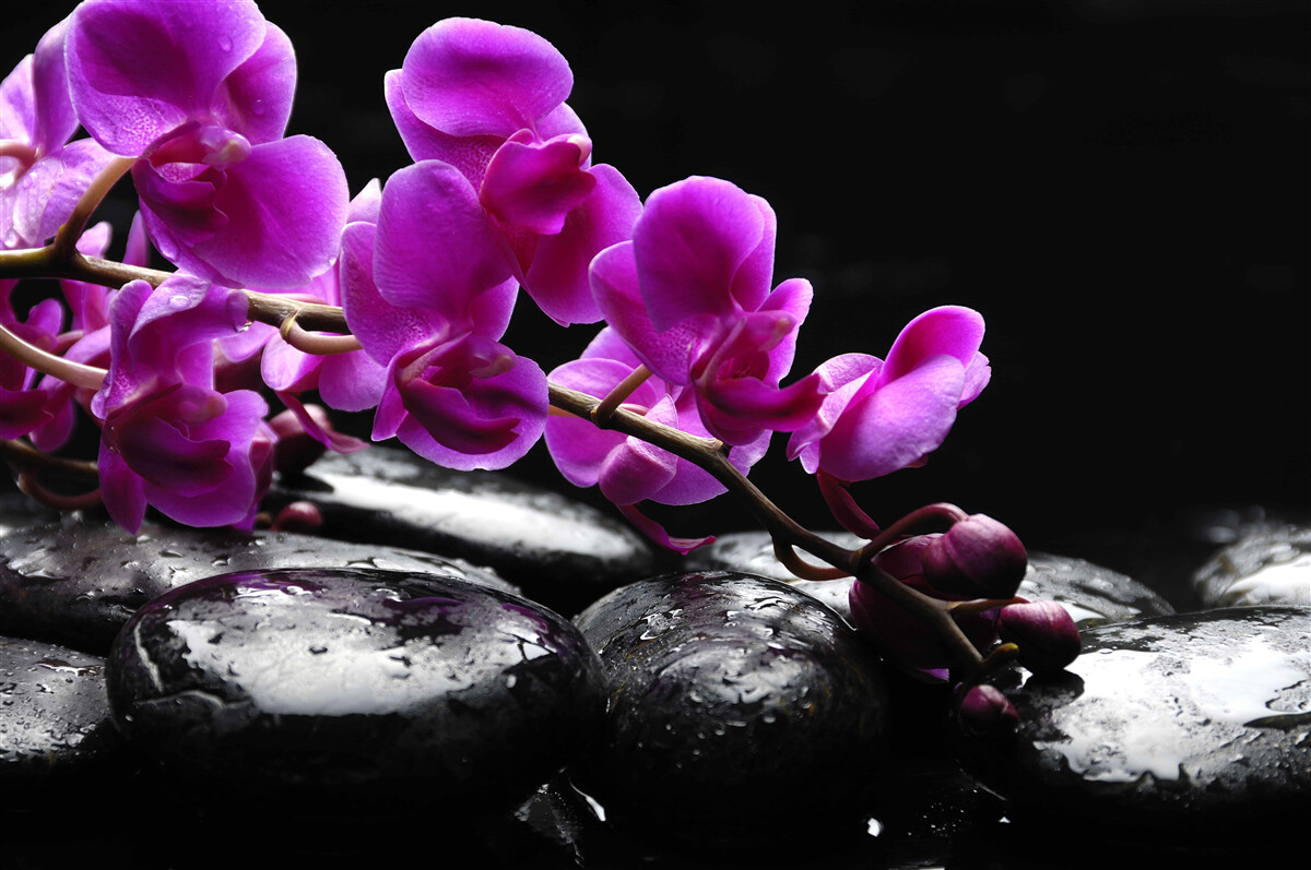 Fotobehang zwarte steen met paarse orchideeëntak