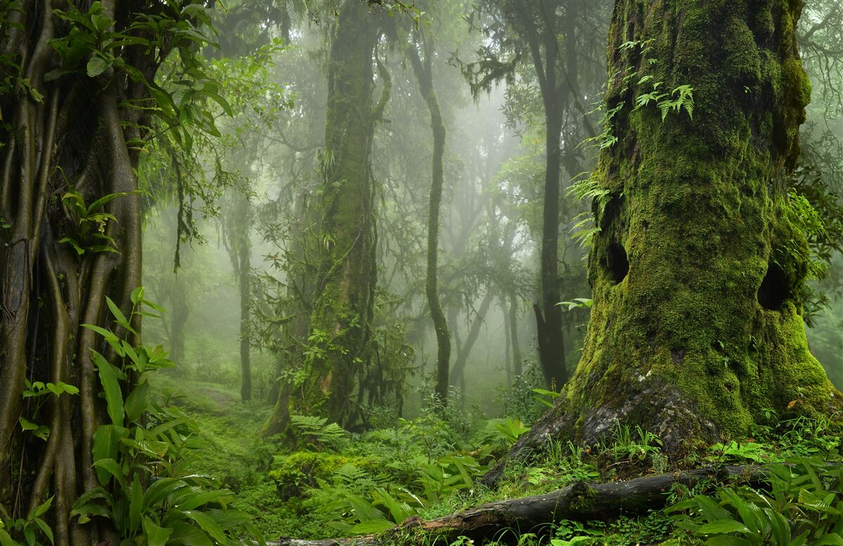 Fotobehang zware regenval in een oeroud bos