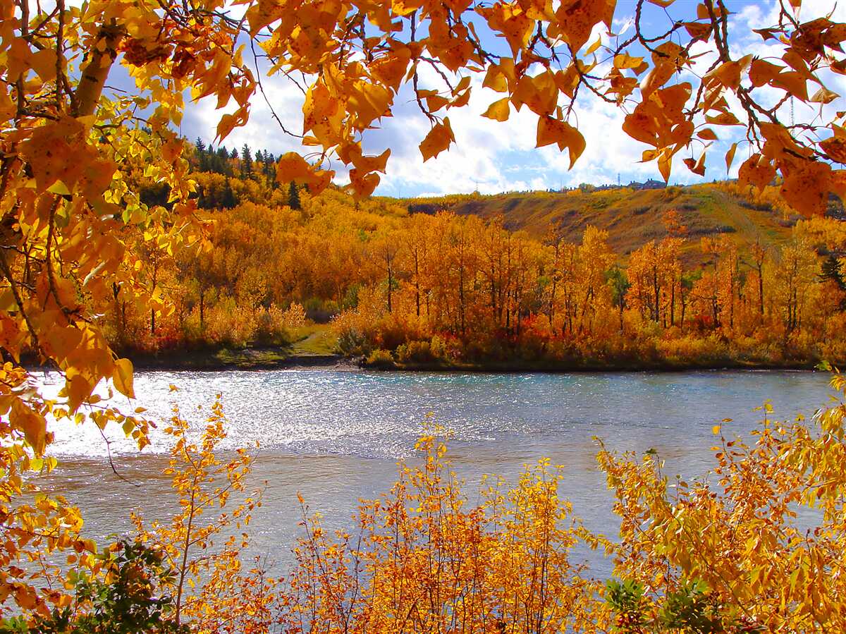 Fotobehang gouden herfst in het dichte bos bij de rivier
