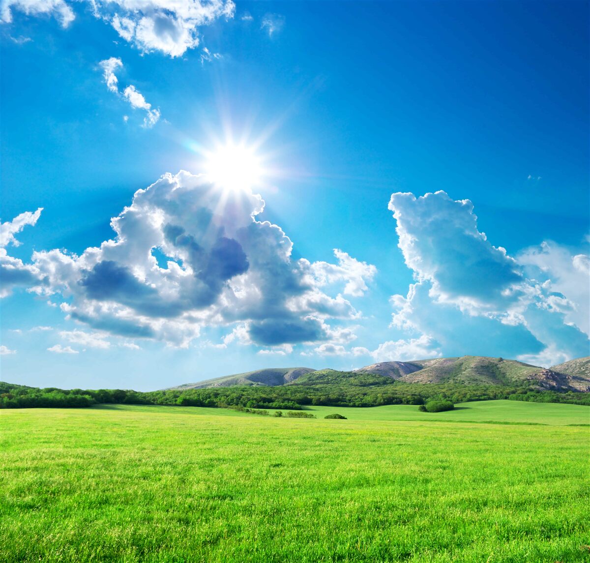 Fotobehang een heldere zomerdag in een weiland