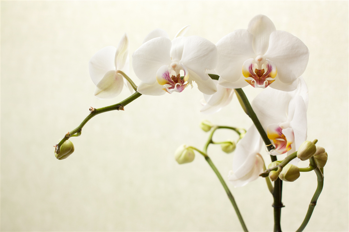 Fotobehang witte orchideeëntakken op lichte achtergrond