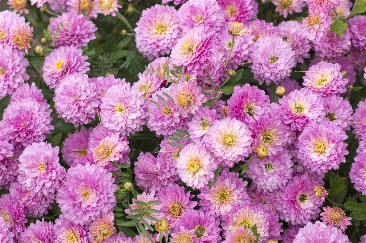 Fotobehang prachtige gerbera's met heldere lila margrieten