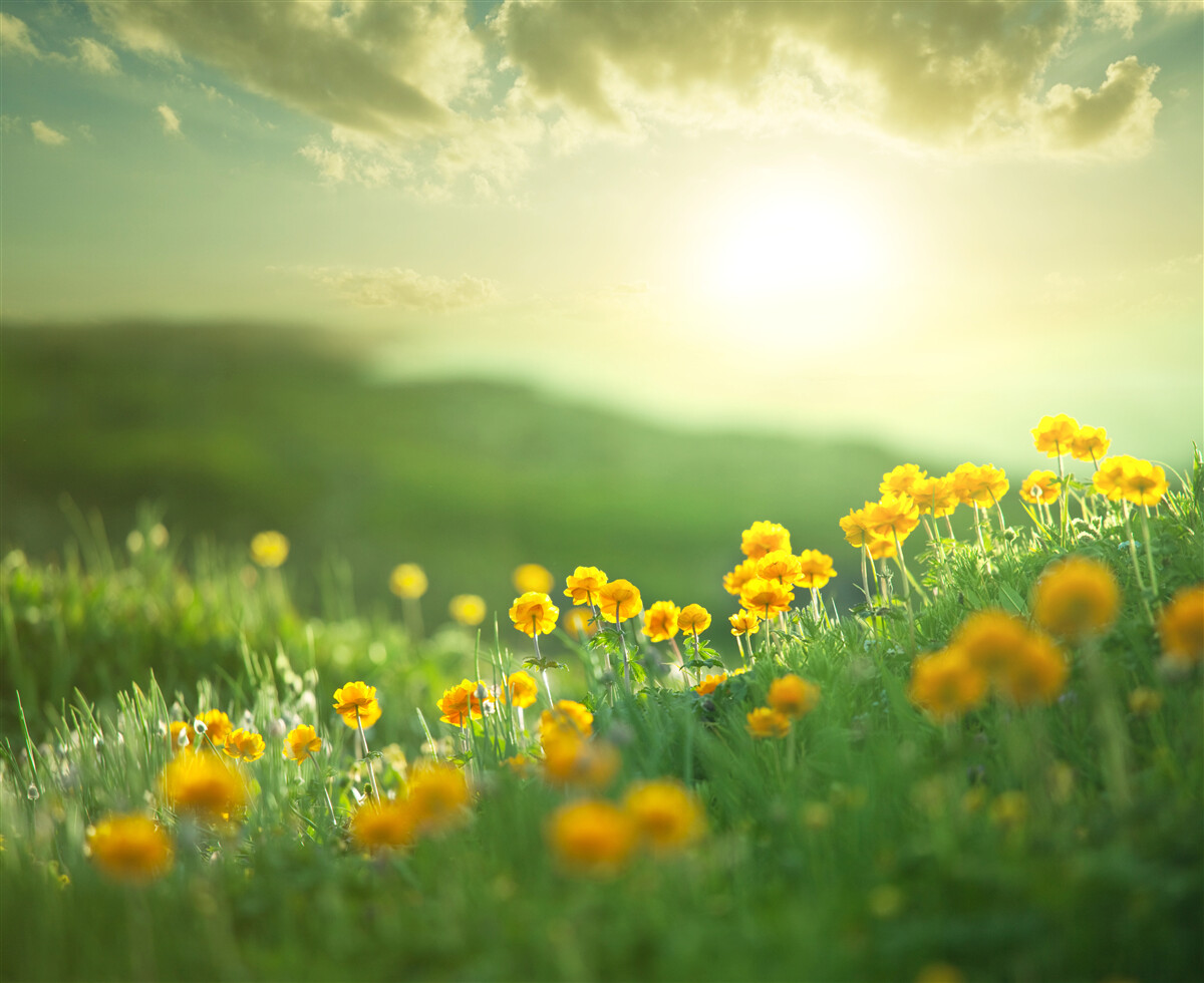 Fotobehang op een weide kijken gouden paardenbloemen naar de zonsopgang