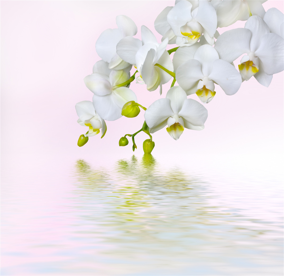 Fotobehang witte orchidee met bloemen en knoppen bij water